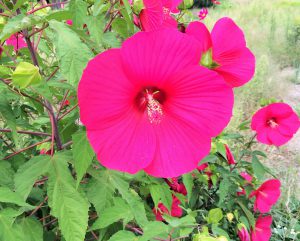 マゼンダ色の花